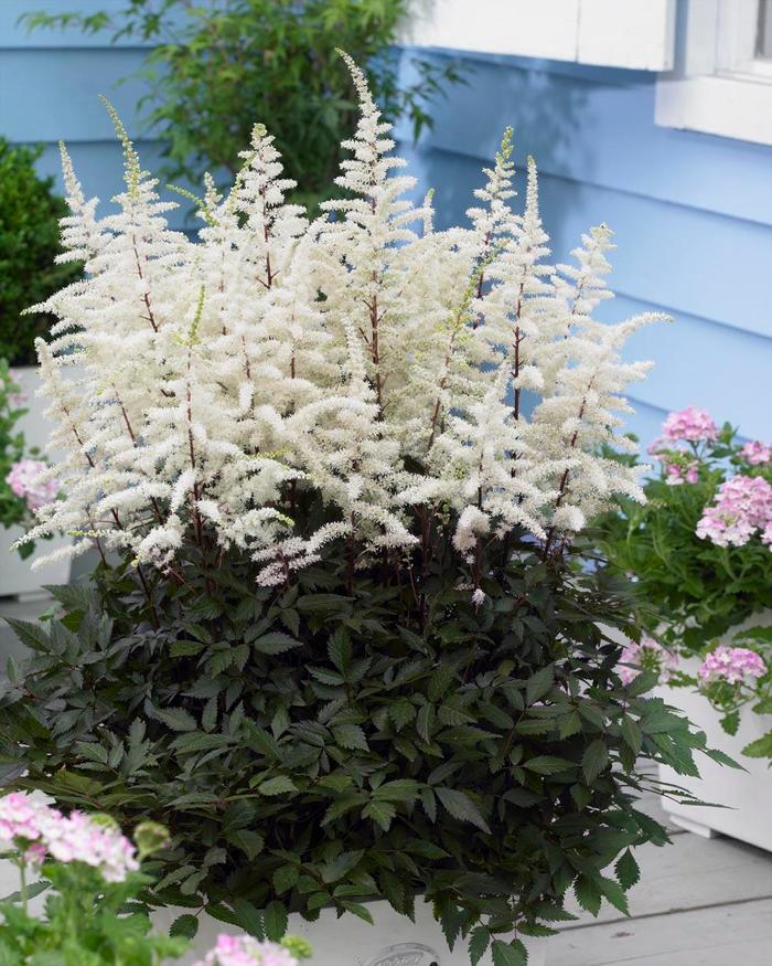 False Spirea - Astilbe arendsii 'Cappuccino' False Spirea - Astilbe arendsii 'Cappuccino'