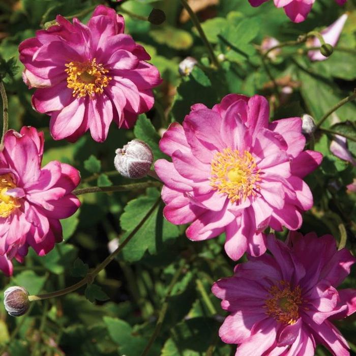 Windflower - Anemone 'Pretty Lady Julia' Windflower - Anemone 'Pretty Lady Julia'