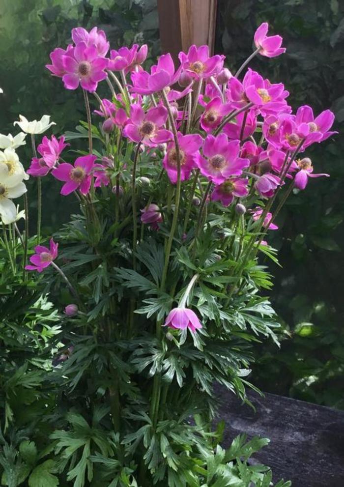 Windflower - Anemone 'Spring Beauty'