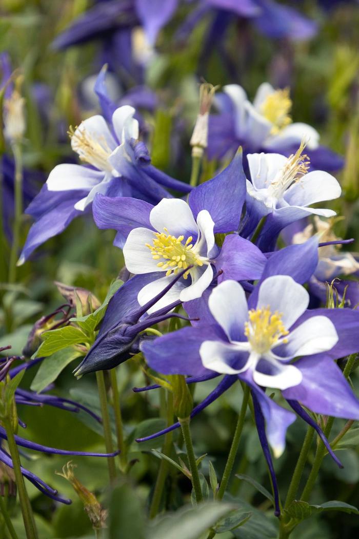 Columbine - Aquilegia caerulea 'Kirigami™ Deep Blue & White'