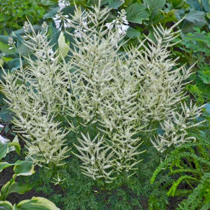 Goat's Beard - Aruncus 'Fairy Hair' Goat's Beard - Aruncus 'Fairy Hair'
