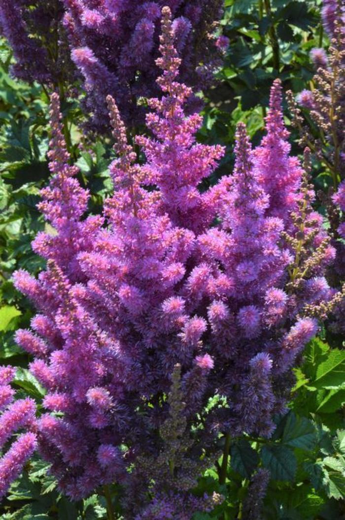 False Spirea - Astilbe chinensis 'Black Pearls'