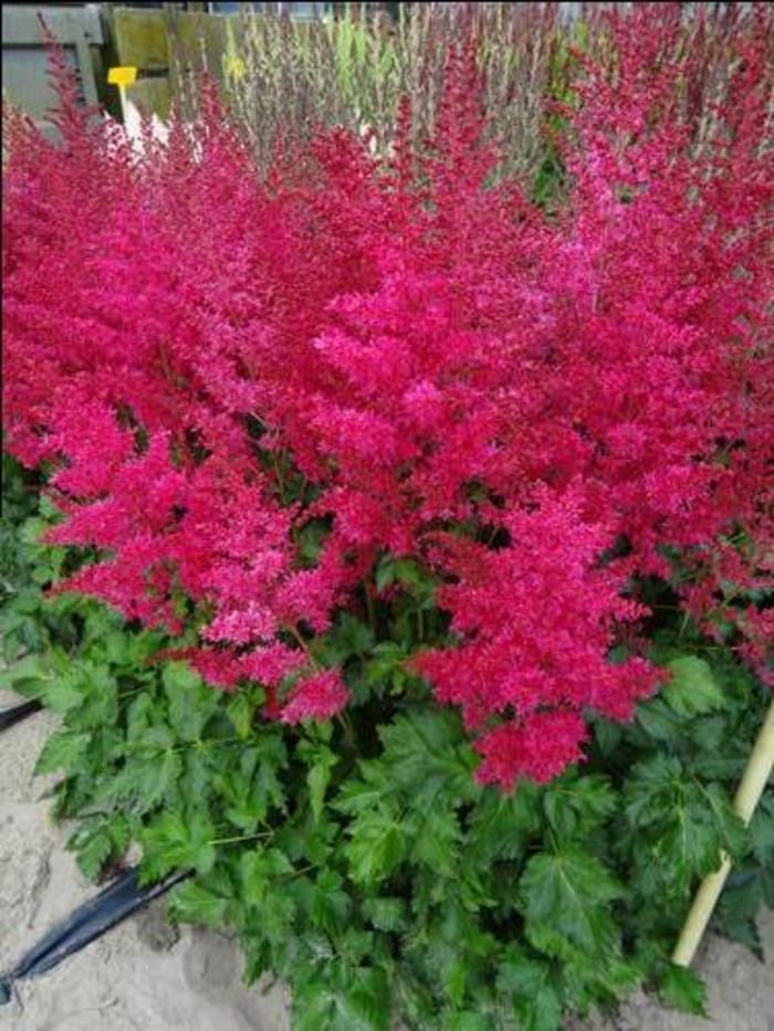 False Spirea - Astilbe arendsii 'Heavy Metal' False Spirea - Astilbe arendsii 'Heavy Metal'