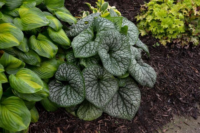 Heartleaf Brunnera - Brunnera macrophylla 'Jack of Diamonds' Heartleaf Brunnera - Brunnera macrophylla 'Jack of Diamonds'