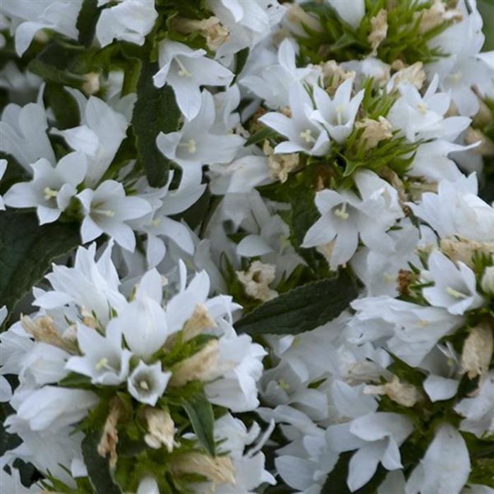 Bellflower - Campanula glomerata 'Angel Bells' Bellflower - Campanula glomerata 'Angel Bells'