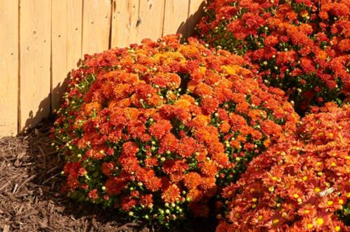 Hardy Mum - Dendranthema 'Harvest Igloo' Hardy Mum - Dendranthema 'Harvest Igloo'