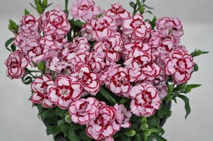 Border Carnation - Dianthus 'Constant Beauty® Crush Pink' Border Carnation - Dianthus 'Constant Beauty® Crush Pink'