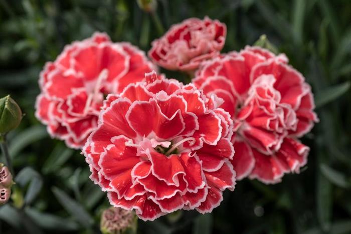 Border Carnation - Dianthus 'Constant Beauty® Crush Orange'