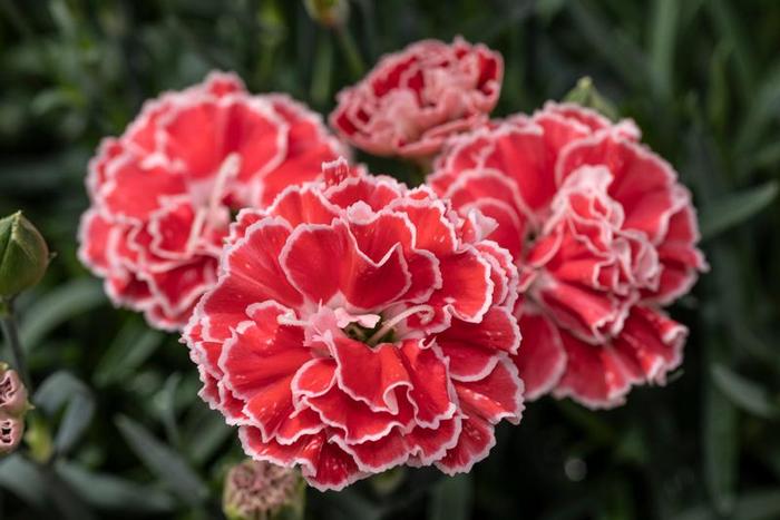 Border Carnation - Dianthus 'Constant Beauty® Crush Orange' Border Carnation - Dianthus 'Constant Beauty® Crush Orange'