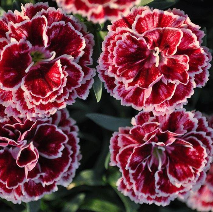 Border Carnation - Dianthus 'Constant® Beauty Crush Burgundy' Border Carnation - Dianthus 'Constant® Beauty Crush Burgundy'