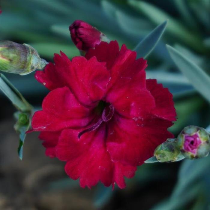 Border Carnation - Dianthus 'Mountain Frost™ Red Garnet'
