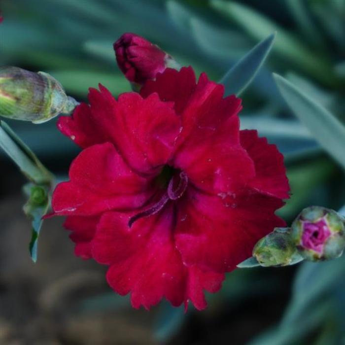 Border Carnation - Dianthus 'Mountain Frost™ Red Garnet' Border Carnation - Dianthus 'Mountain Frost™ Red Garnet'