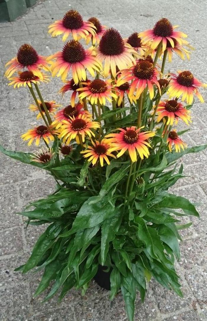Coneflower - Echinacea purpurea 'Fine Feathered™ Parrot' Coneflower - Echinacea purpurea 'Fine Feathered™ Parrot'