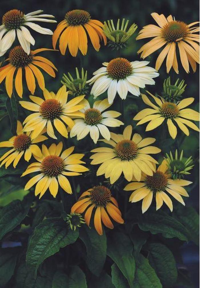 Coneflower - Echinacea purpurea 'Mellow Yellows' Coneflower - Echinacea purpurea 'Mellow Yellows'