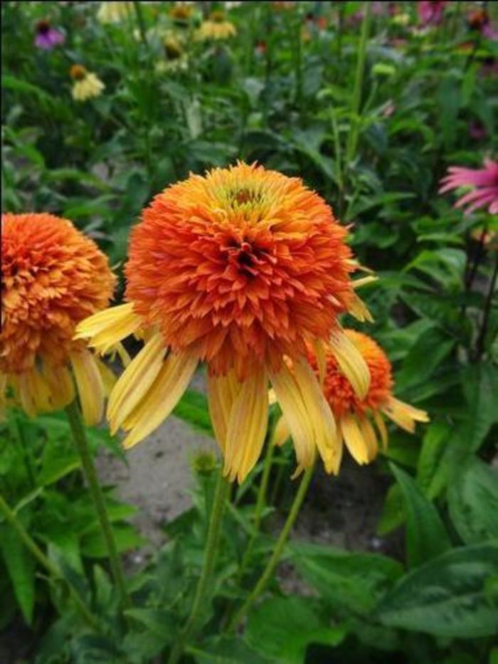 Coneflower - Echinacea purpurea 'Orange Fascinator'