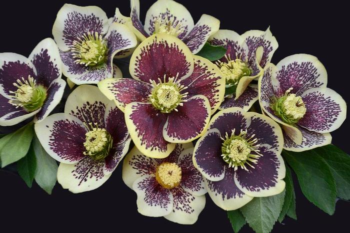 Lenten Rose - Helleborus 'Honeymoon® Rio Carnival'