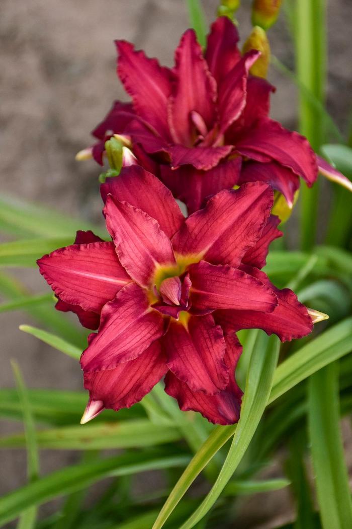 Daylily - Hemerocallis 'Double Pardon Me' Daylily - Hemerocallis 'Double Pardon Me'