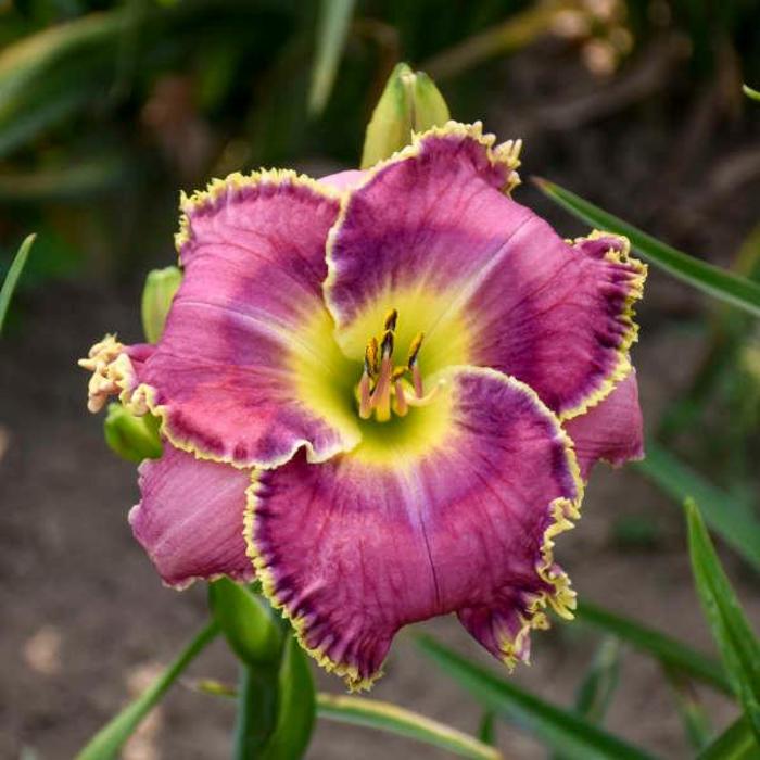 Daylily - Hemerocallis 'Raspberry Eclipse'