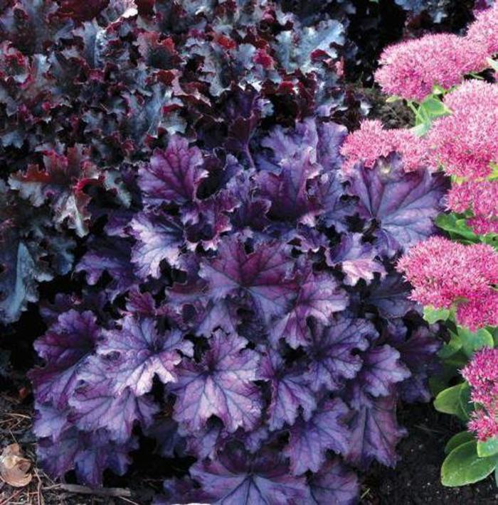 Coral Bells - Heuchara 'Forever Purple' Coral Bells - Heuchara 'Forever Purple'
