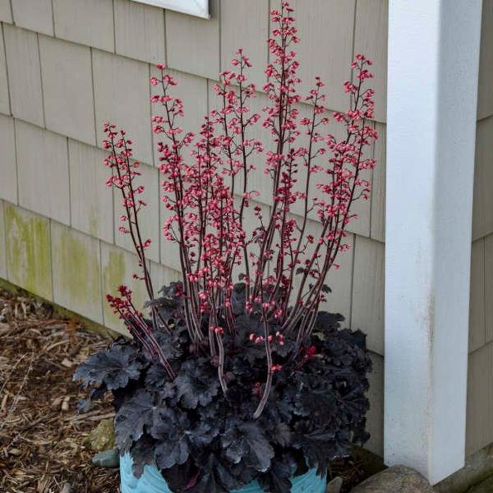 Coral Bells - Heuchera 'Timeless Night'