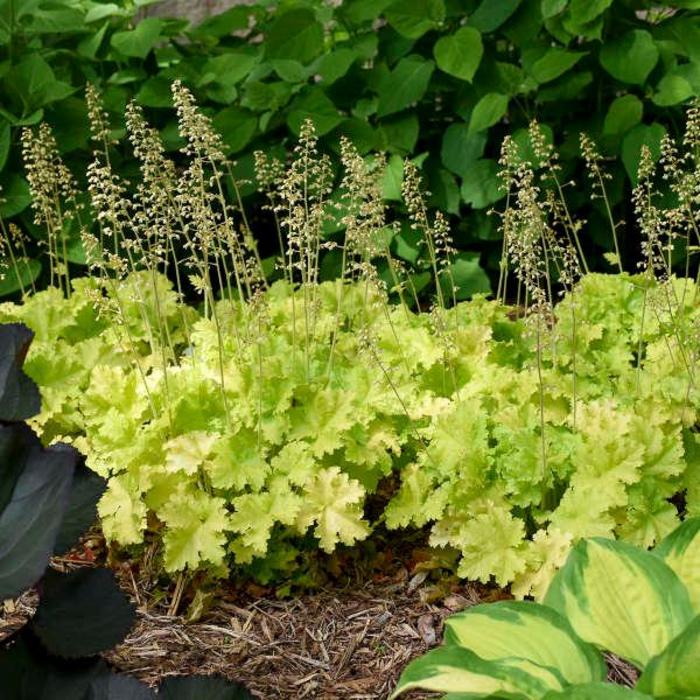 Coral Bells - Heuchera 'Twist of Lime'