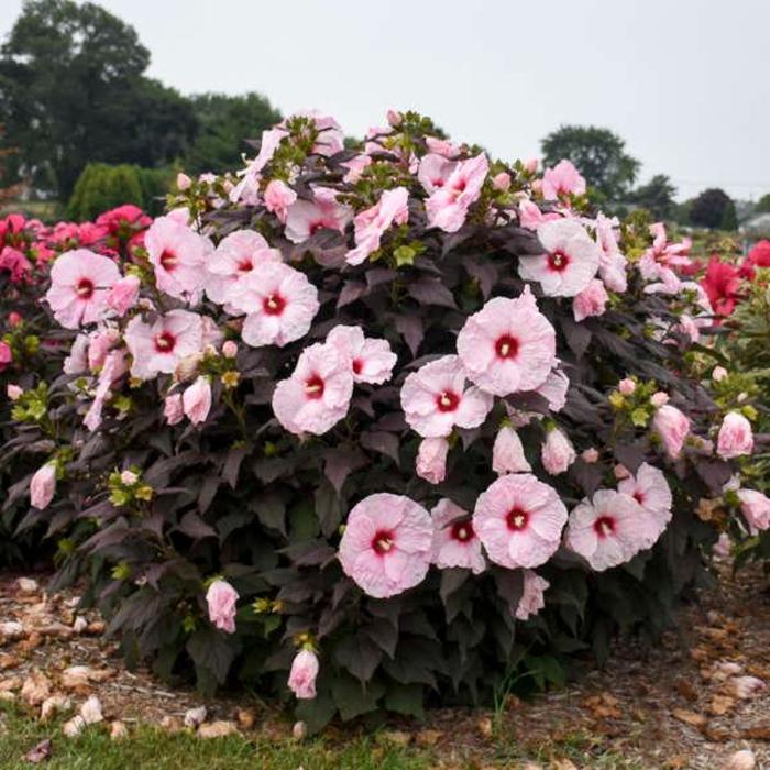 Rose Mallow - Hibiscus 'Dark Mystery' Rose Mallow - Hibiscus 'Dark Mystery'
