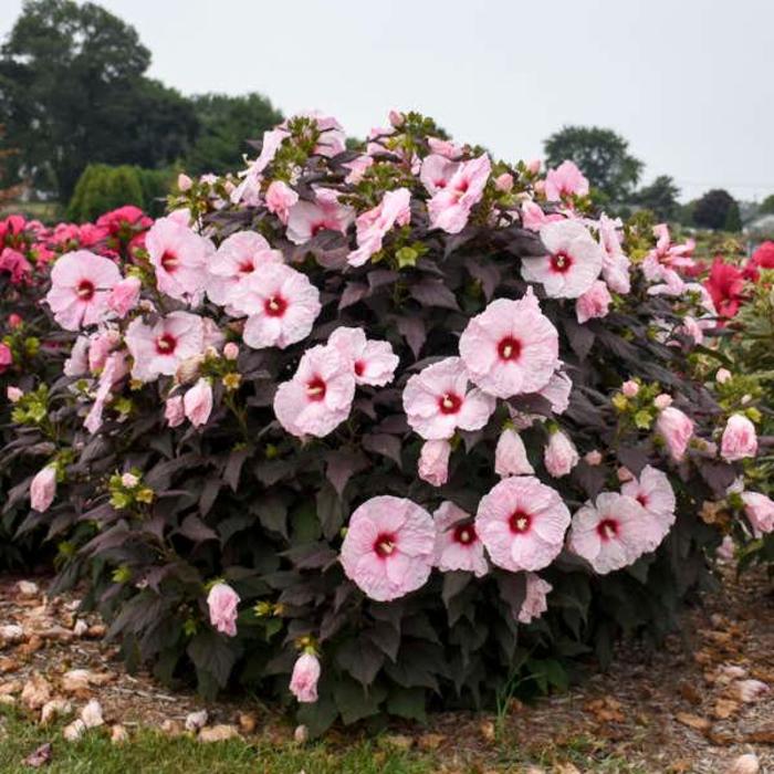 Rose Mallow - Hibiscus 'Dark Mystery'