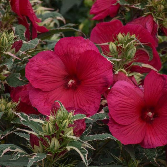 Rose Mallow - Hibiscus 'Summer Carnival'