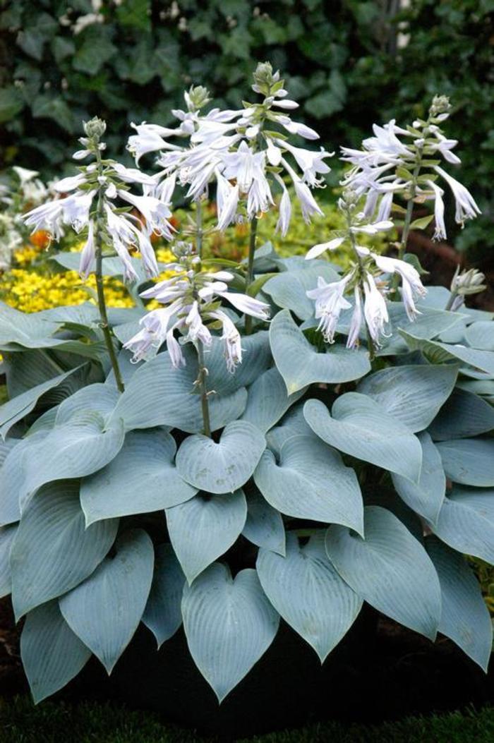 Plantain Lily - Hosta 'Bulletproof' Plantain Lily - Hosta 'Bulletproof'
