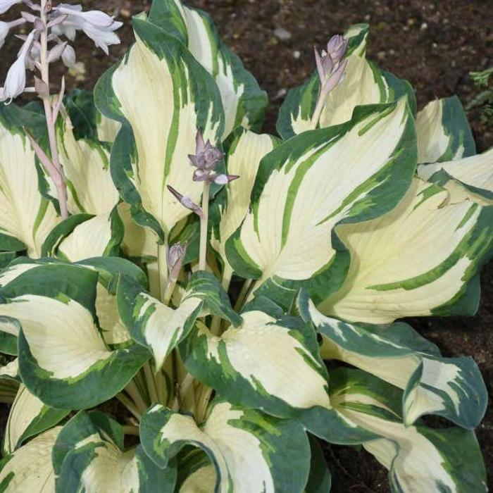 Plantain Lily - Hosta 'Hans' Plantain Lily - Hosta 'Hans'