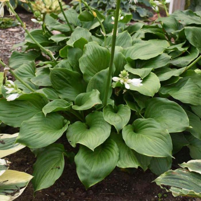 Plantain Lily - Hosta 'Royal Crest' Plantain Lily - Hosta 'Royal Crest'