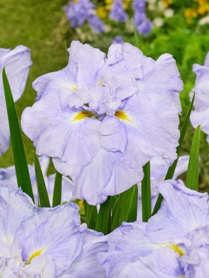 Japanese Iris - Iris ensata 'Dinner Plate™ Ice Cream' Japanese Iris - Iris ensata 'Dinner Plate™ Ice Cream'