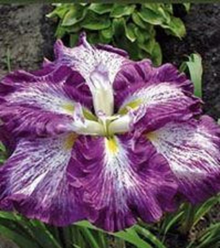 Japanese Iris - Iris ensata 'Nessa No Mai' Japanese Iris - Iris ensata 'Nessa No Mai'