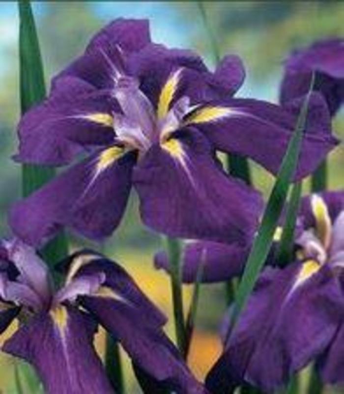 Japanese Iris - Iris ensata 'Sensation' Japanese Iris - Iris ensata 'Sensation'