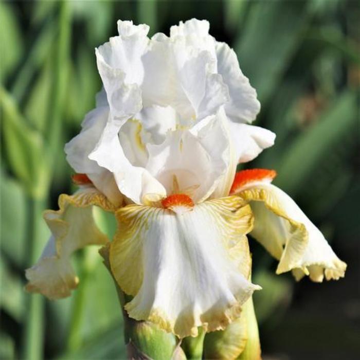 Tall Bearded Iris - Iris Germanica 'Halloween Halo' Tall Bearded Iris - Iris Germanica 'Halloween Halo'