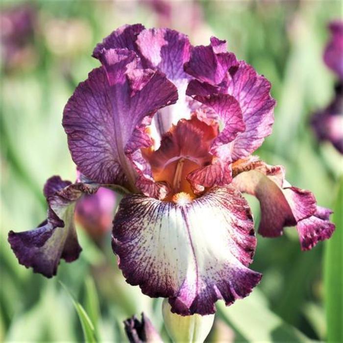 Tall Bearded Iris - Iris germanica 'Innocent Star' Tall Bearded Iris - Iris germanica 'Innocent Star'