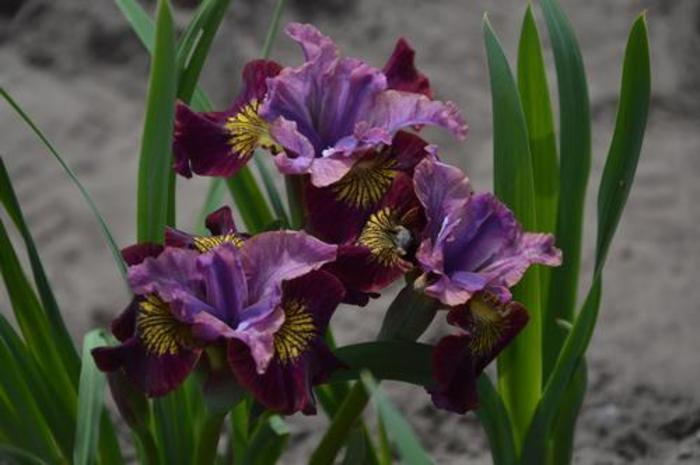 Siberian Iris - Iris siberica 'Peacock Butterfly™ Miss Apple'