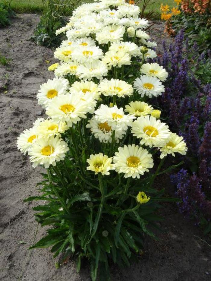 Shasta Daisy - Leucanthemum superbum 'Real Dream' Shasta Daisy - Leucanthemum superbum 'Real Dream'