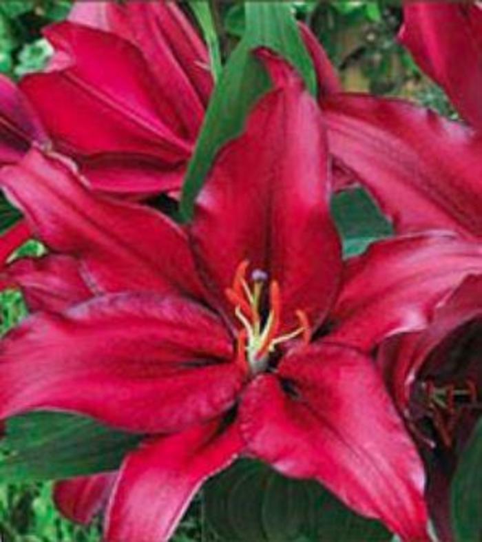 Oriental Lily - Lilium orientalis 'Firebolt®'