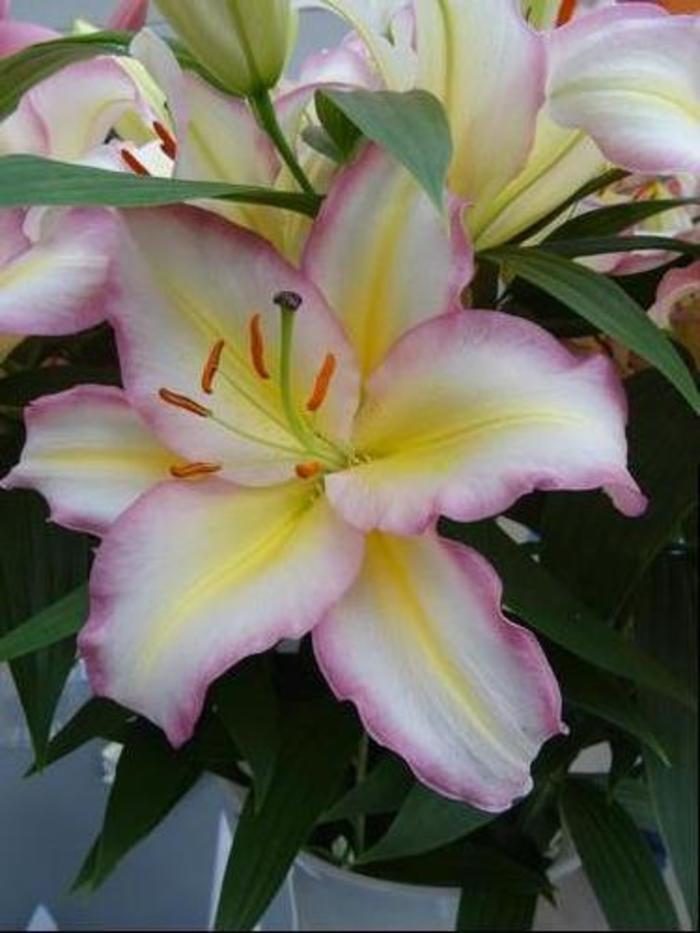 Oriental Lily - Lilium oriental 'Tricolor' Oriental Lily - Lilium oriental 'Tricolor'