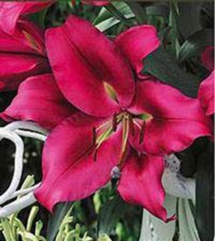 Oriental Trumpet Lily - Lilium 'Carbonero®' Oriental Trumpet Lily - Lilium 'Carbonero®'