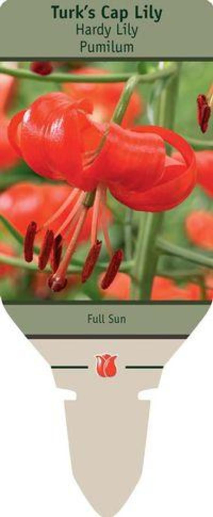 Turk's Cap Lily - Lilium 'Pumilum'