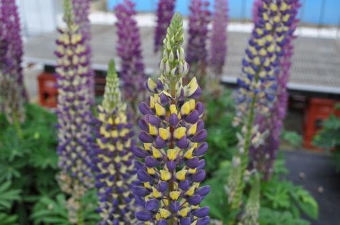 Lupine - Lupinus 'Staircase Dark Blue & Yellow' Lupine - Lupinus 'Staircase Dark Blue & Yellow'