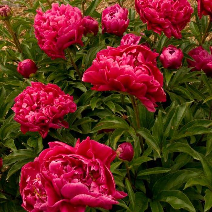 Garden Peony - Paeonia 'Karl Rosenfield'