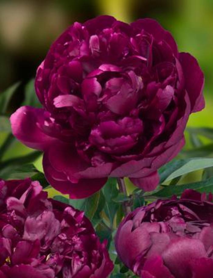 Garden Peony - Paeonia lactiflora 'Peter Brand'