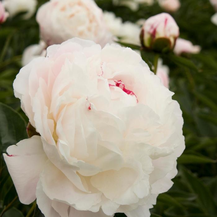 Garden Peony - Paeonia 'Shirley Temple'