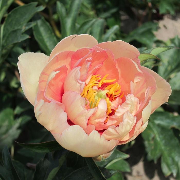 Peony Itoh - Paeonia 'Clouds of Colour' Peony Itoh - Paeonia 'Clouds of Colour'