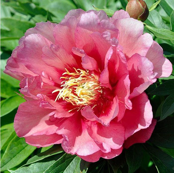 Peony Itoh - Paeonia 'Hillary' Peony Itoh - Paeonia 'Hillary'