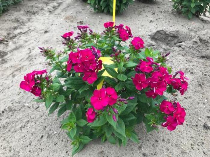 Garden Phlox - Phlox paniculata 'Bambini Cherry Crush' Garden Phlox - Phlox paniculata 'Bambini Cherry Crush'