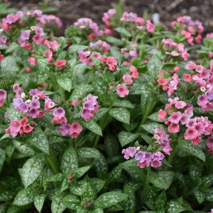Lungwort - Pulmonaria 'Pretty in Pink' Lungwort - Pulmonaria 'Pretty in Pink'
